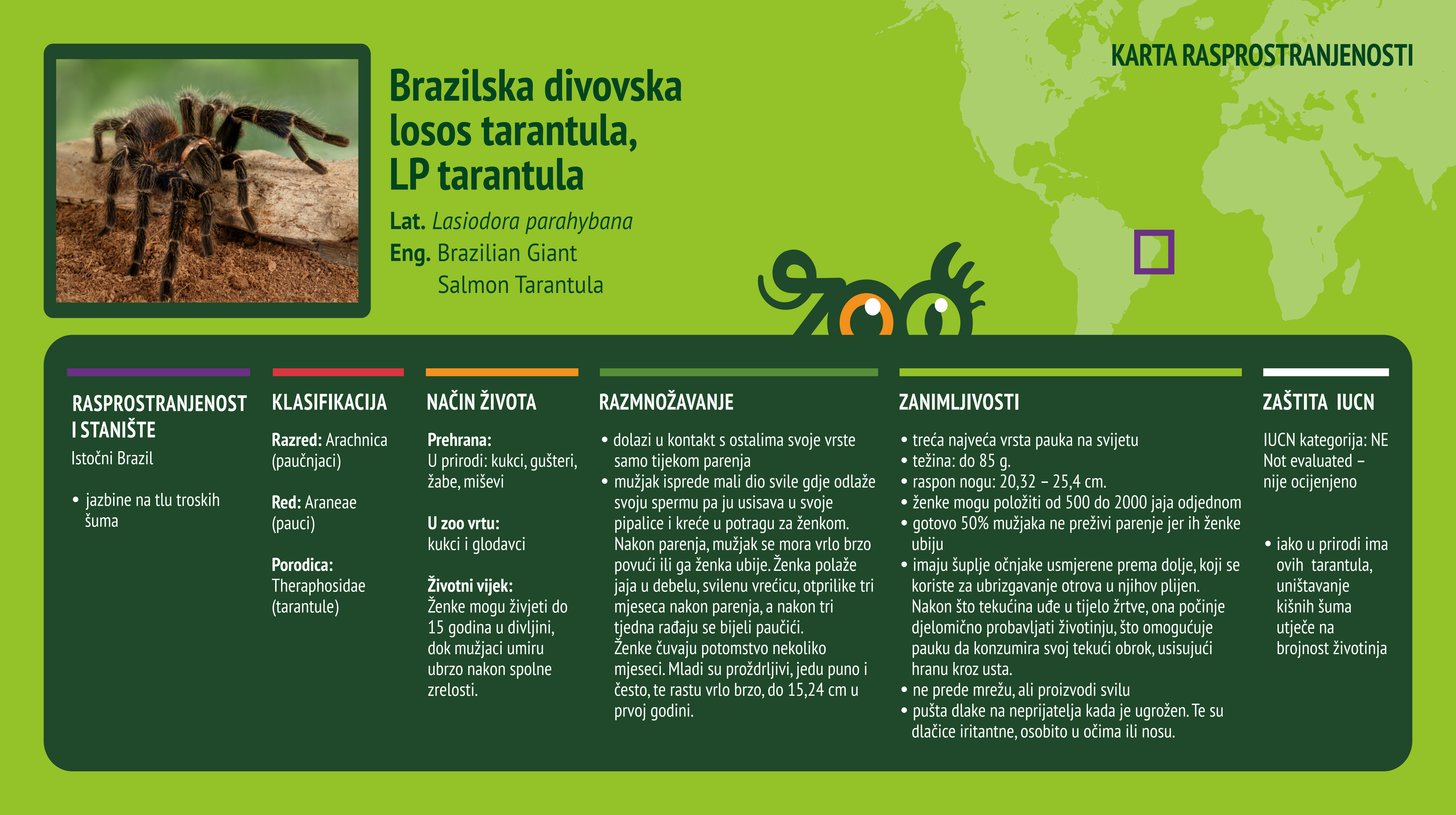 Brazilska divovska losos tarantula, LP tarantula ( Lasiodora parahybana) 